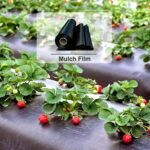 Mulch Film for agriculture