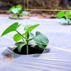 Ecoz Biodegradable Compostable Mulch Film-Sustainable Agricultural Film - Image 3