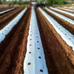 Ecoz Biodegradable Compostable Mulch Film-Sustainable Agricultural Film - Image 4