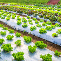Ecoz Biodegradable Compostable Mulch Film-Sustainable Agricultural Film - Image 2
